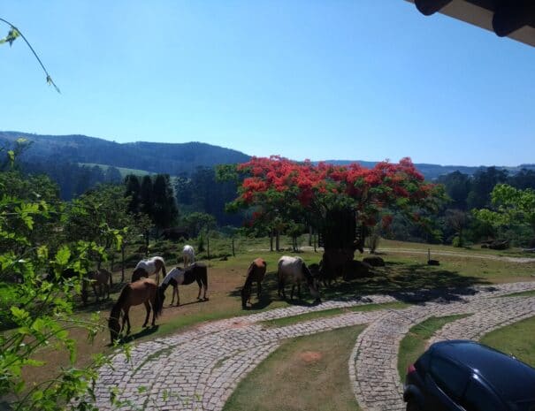 view_horses
